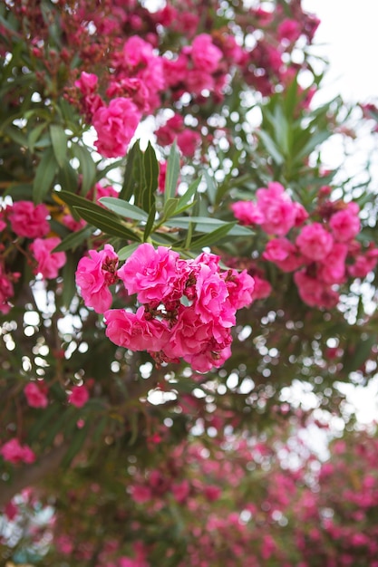 Flores rosas nacionais que florescem na Turquia