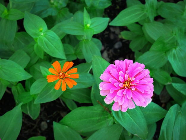 Flores rosas y naranjas en el jardín