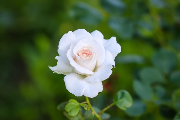 Flores rosas no jardim