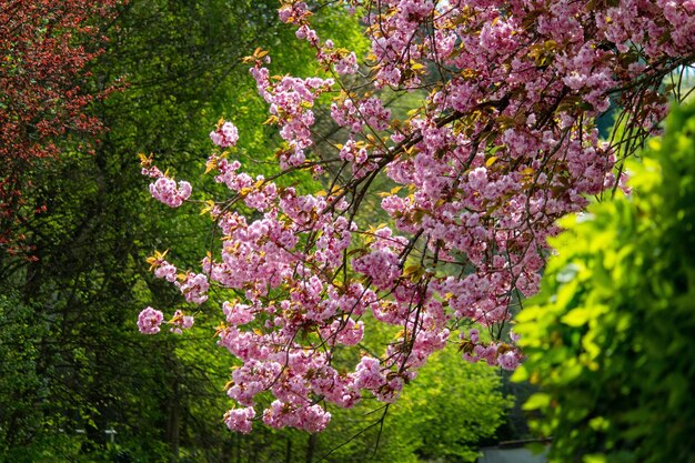 Foto las flores rosas en primavera