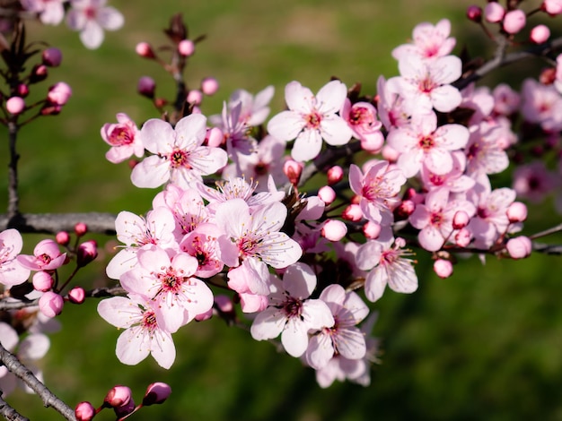 Flores rosas en las ramas de un almendro (Prunus dulcis) en un bonito día soleado y otros capullos sin abrir, rodeados por el color verde de la hierba del campo