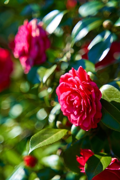 Flores rosas rojas en el parque de la ciudad