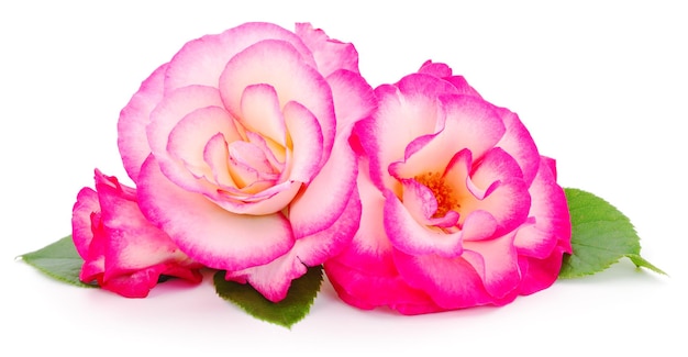 Flores rosas rosa