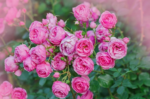 Flores rosas rosadas Muchas flores y hojas verdes Hermosa rosa rosa floreciendo