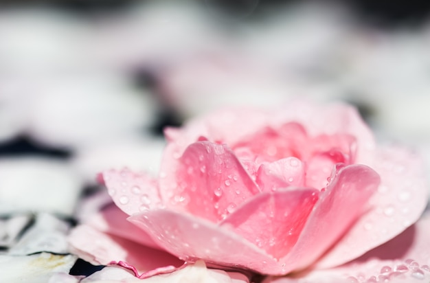 Flores rosas rosadas y pétalos blancos con gotas y desenfoque de fondo claro concepto de aromaterapia y spa