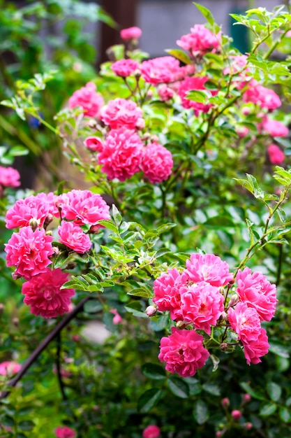 Flores de rosas rosadas trepadoras closeup