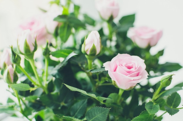 Foto flores rosas rosadas