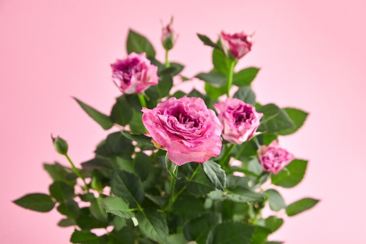 Flores rosas rosadas