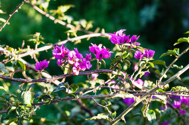 Flores rosas de rosal de perro en el soleado día de primavera