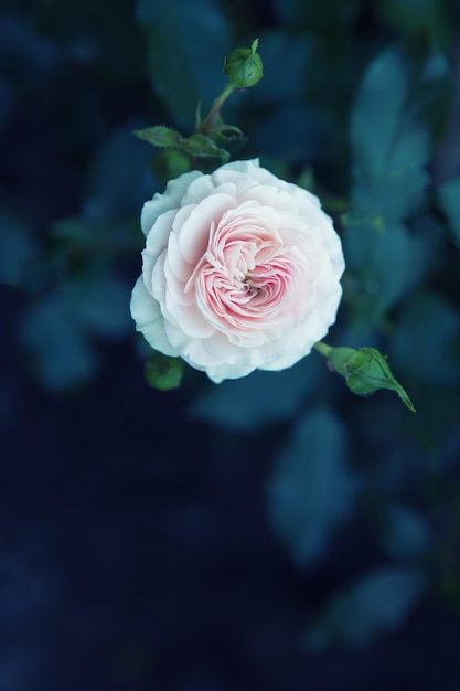 Flores rosas rosas en el jardín Copiar espacio