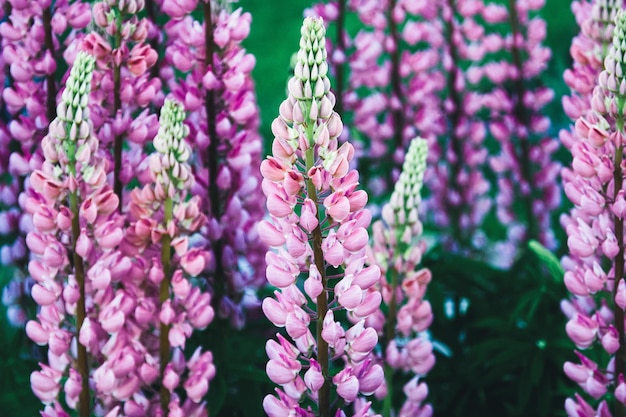 Flores rosas roxas de tremoço de folhas grandes Lupinus polyphyllus florescem no verão