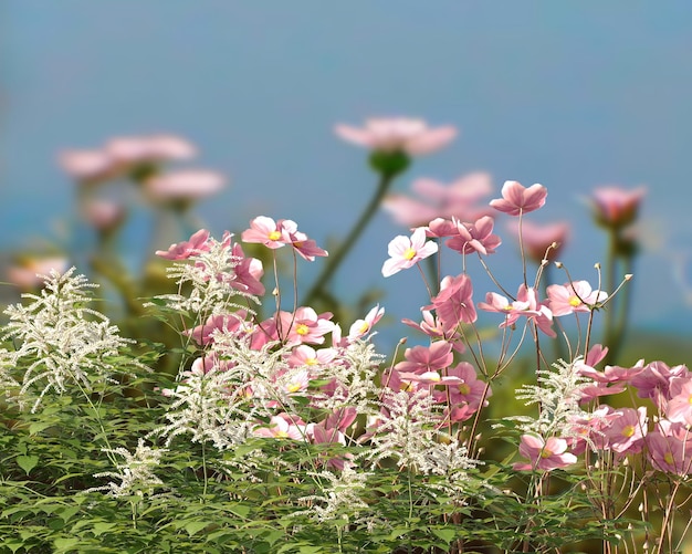 flores rosas silvestres y hierba verde en el campo en el paisaje natural del bosque