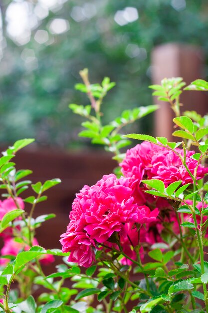 Flores de rosas trepadoras