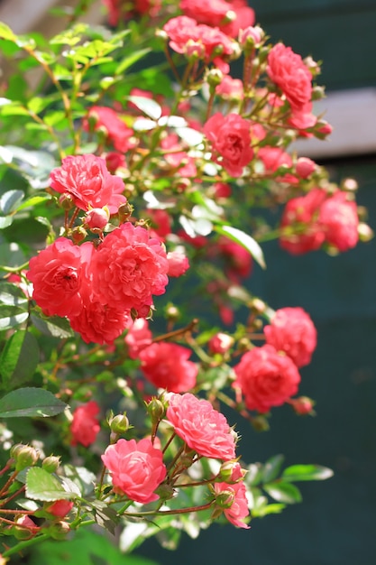 Flores de rosas trepadoras