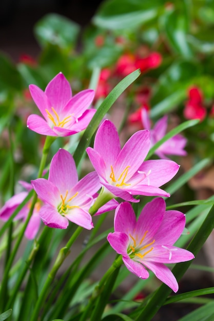 Flores rosas zephyranthes. Rain Lily