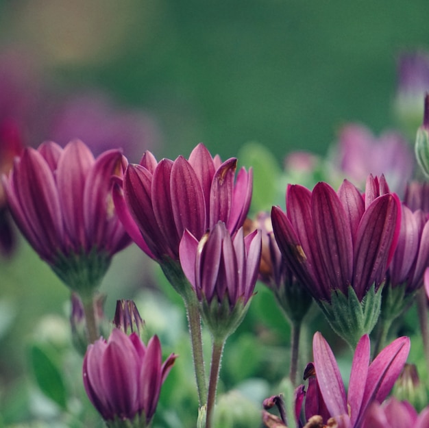 las flores rosas