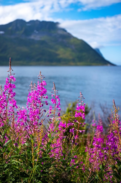 flores roxas à beira-mar com poderosas montanhas ao fundo, paisagem do norte da noruega, senja