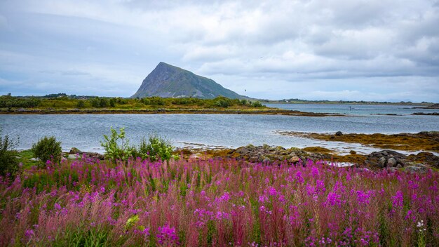 flores roxas à beira-mar com poderosas montanhas ao fundo, paisagem do norte da noruega, senja