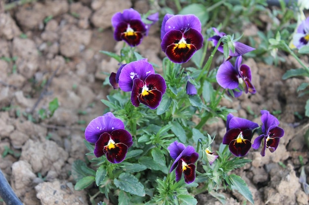 Foto flores roxas com centros amarelos estão crescendo em uma área de sujeira