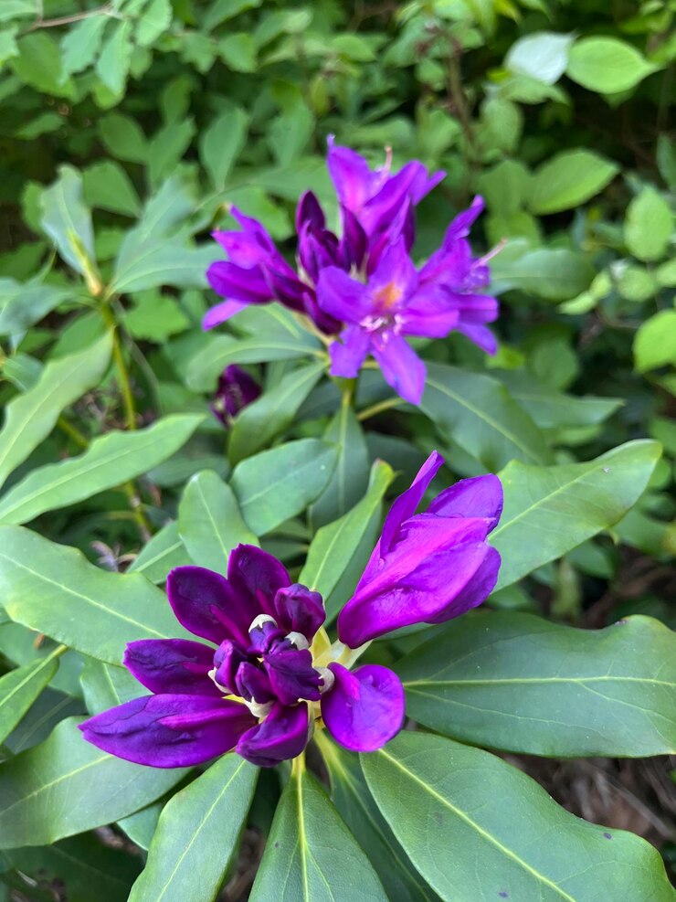 Foto flores roxas com folhas verdes e uma flor branca com a palavra na parte inferior