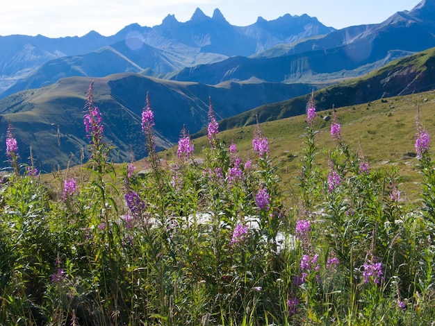 Flores roxas crescendo na montanha