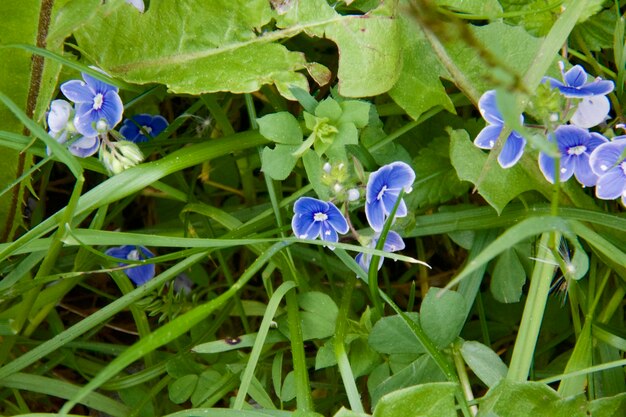 Foto flores roxas crescendo na planta