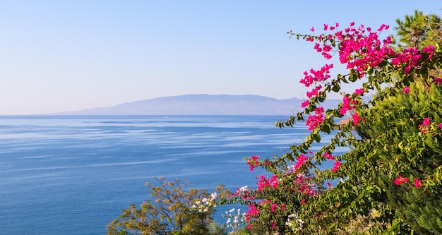 Flores roxas da buganvília no fundo do mar e da ilha