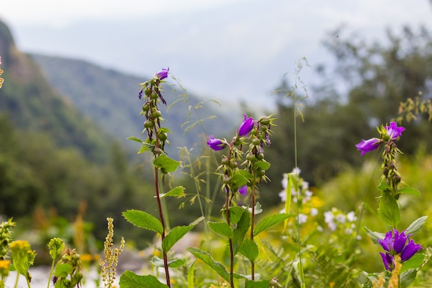 Flores roxas da montanha