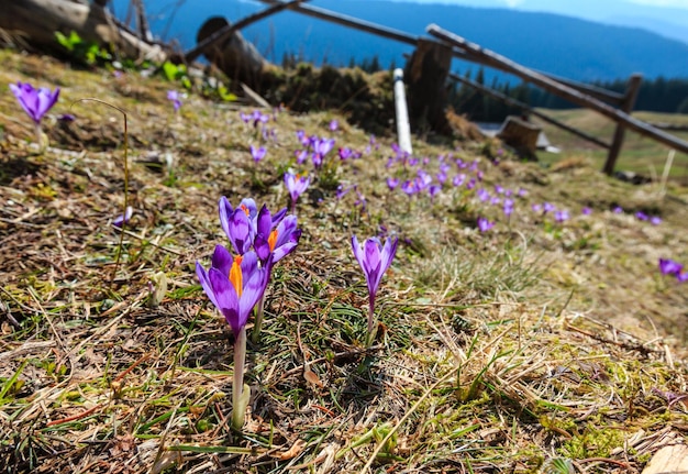 Flores roxas de açafrão na montanha de primavera