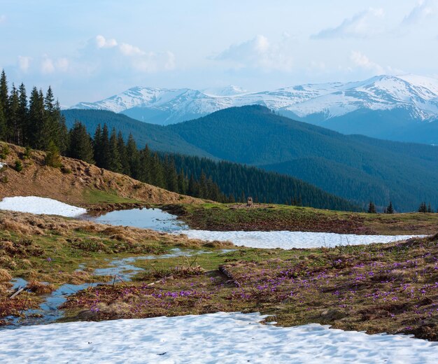 Flores roxas de açafrão na montanha de primavera