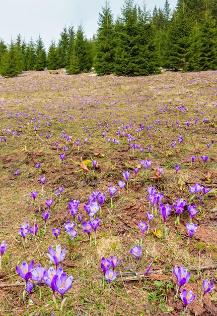 Flores roxas de açafrão na montanha de primavera