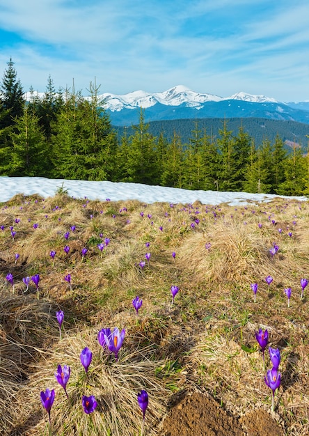 Flores roxas de açafrão na montanha de primavera