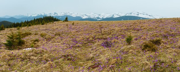 Flores roxas de açafrão na montanha de primavera