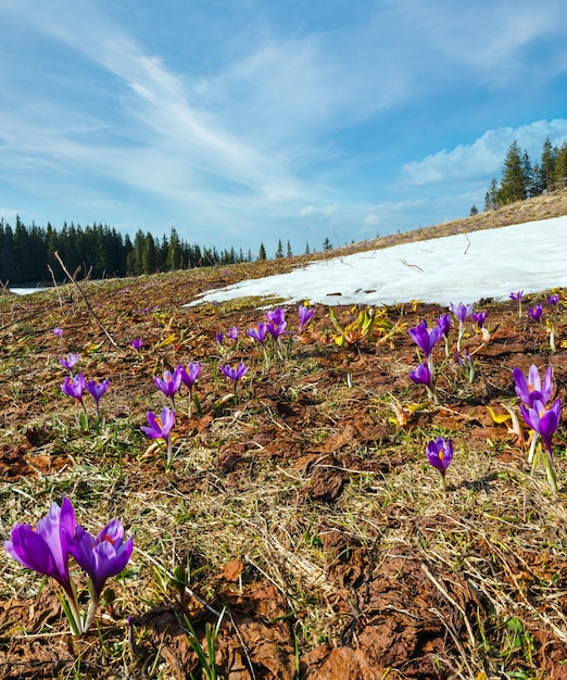 Flores roxas de açafrão na montanha de primavera