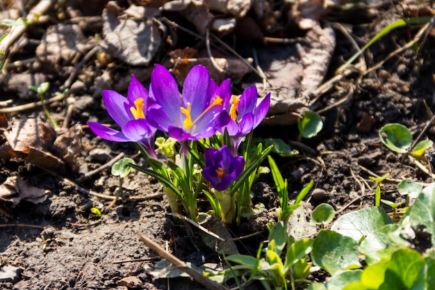 Flores roxas de açafrão no jardim na primavera