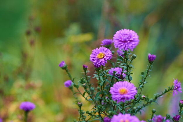 Flores roxas de aster crescendo em um jardim botânico verde no verão Plantas florescendo em seu ambiente natural na primavera Linda asteraceae florescendo em um parque Flora na natureza