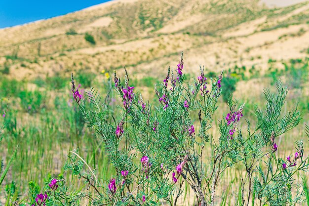 Flores roxas de astrágalo na duna de areia Sarykum do deserto florescente da primavera