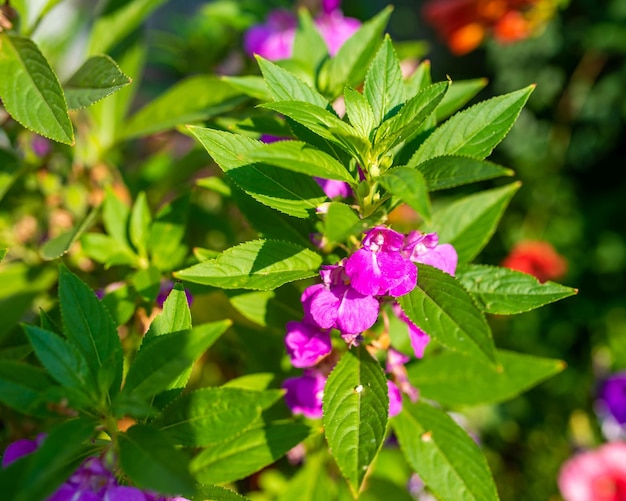 Flores roxas de balsâmico no caule entre folhas no jardim