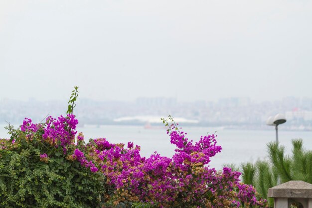 Flores roxas de buganvílias em uma árvore com vista para a baía