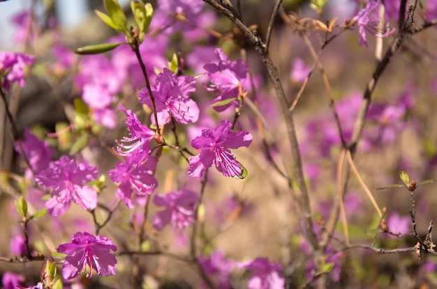 Flores roxas de chá labrador sobre fundo desfocado rosa rosmário selvagem foto desfocada