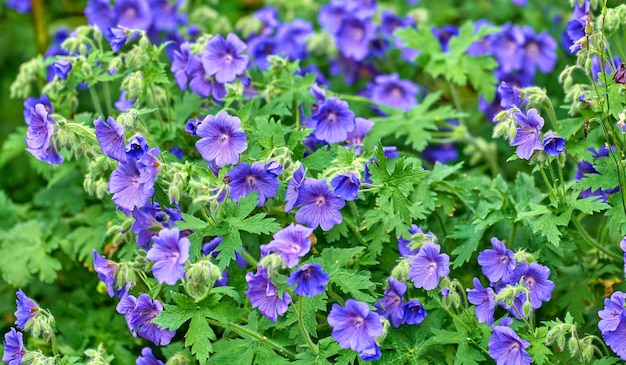 Flores roxas de cranesbill em um jardim vários gerânios ou plantas perenes que crescem em um parque verde ou quintal flores de jardinagem coloridas com folhas para paisagismo ao ar livre