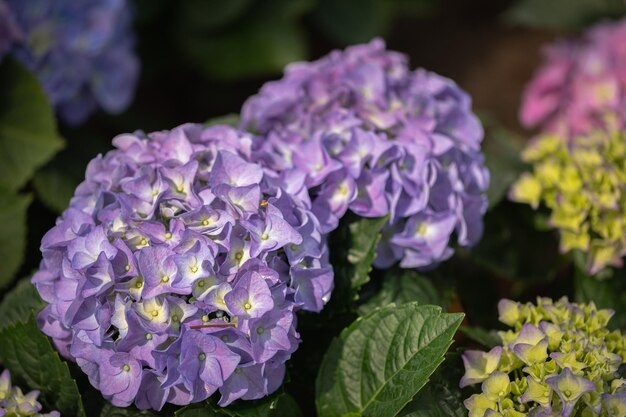 Flores roxas de hortênsia na primavera