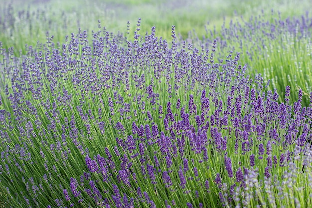 Flores roxas de lavanda no fundo do dia de verão