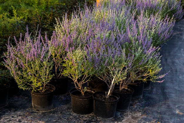 Foto flores roxas de lavanda verde em vasos em um jardim