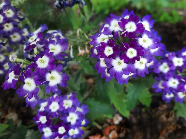 Flores roxas de verbena