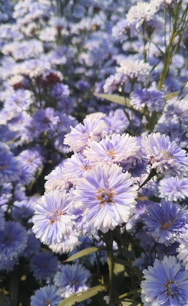 Flores roxas desfocadas para plano de fundo