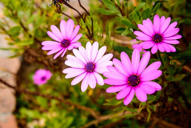 Flores roxas dimorphotheca de perto em cores brilhantes