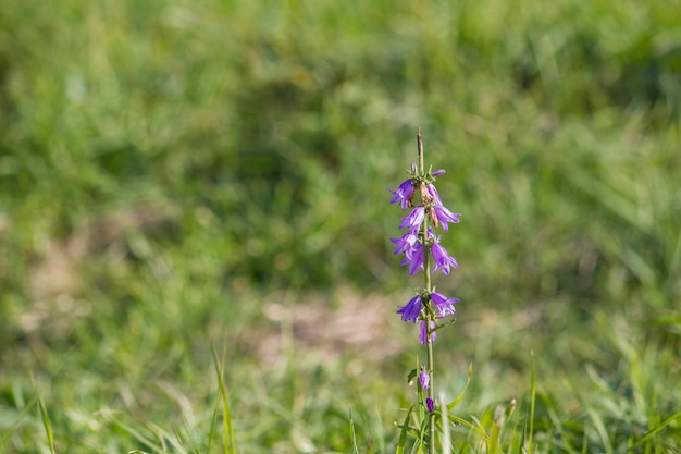 Flores roxas do bluebell na grama