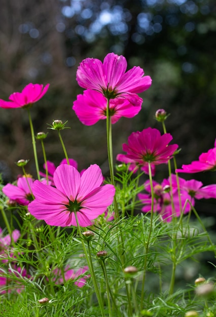 Foto flores roxas do cosmos no jardim