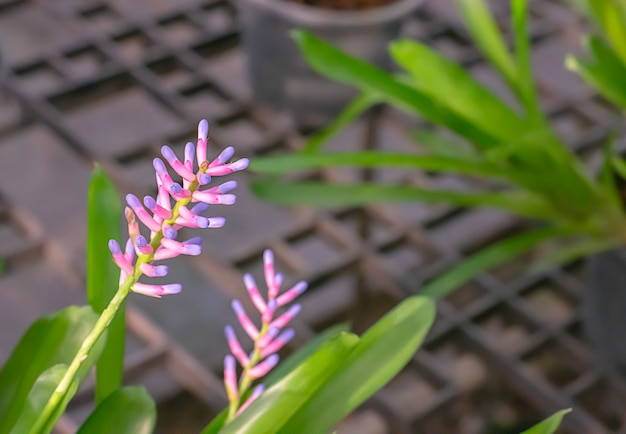 Flores roxas e cor-de-rosa bonitas ou gamosepala Wittm de Aechmea.